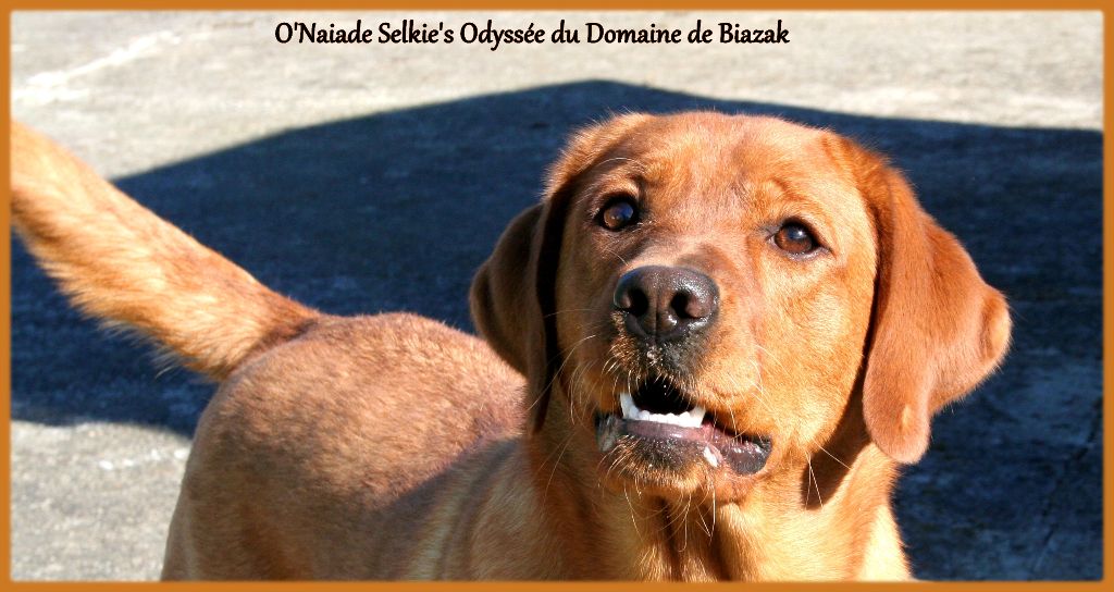 O'naÏade selkie's odyssee Du Domaine De Biazak