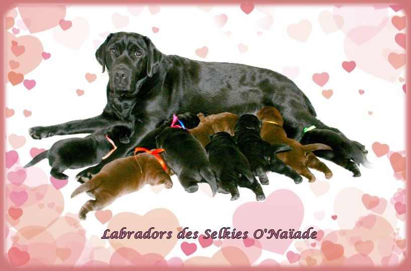 Des Selkies O'naïade - Labrador Retriever - Portée née le 17/02/2020