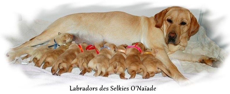 Des Selkies O'naïade - Labrador Retriever - Portée née le 15/11/2016