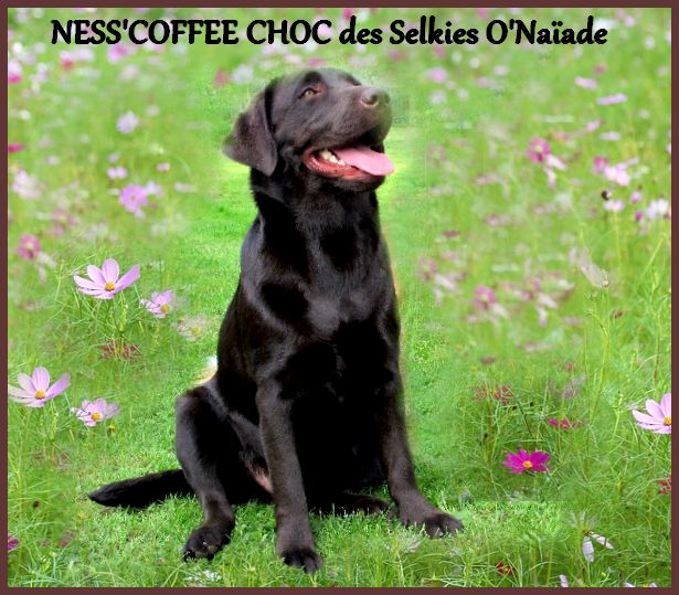 Ness'coffee choc Des Selkies O'naïade