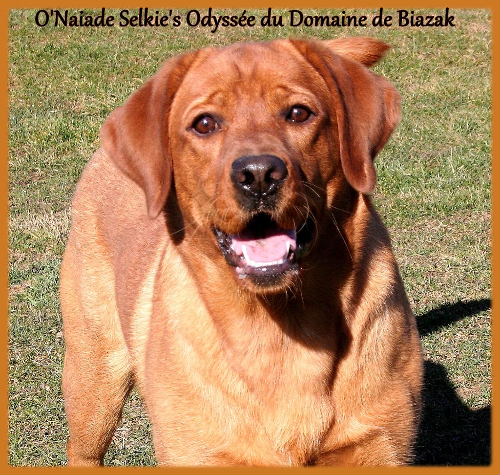 O'naÏade selkie's odyssee Du Domaine De Biazak