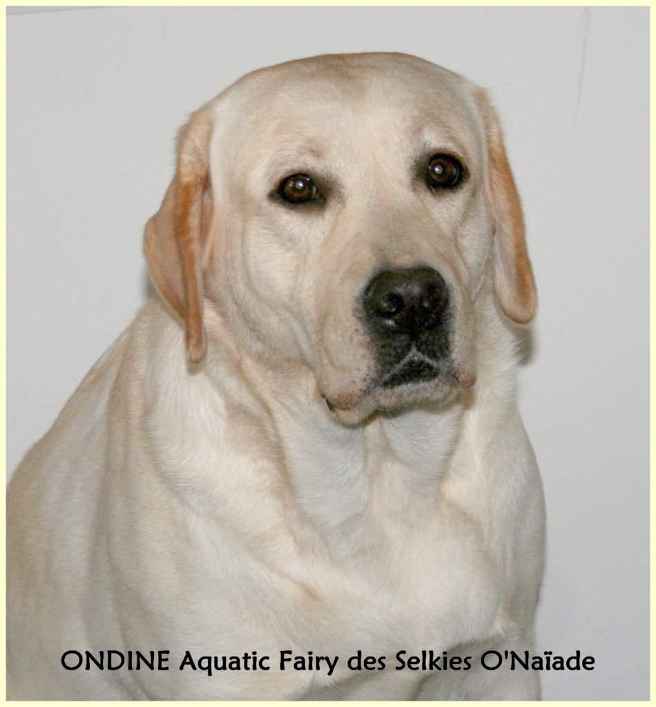 Ondine aquatic fairy Des Selkies O'naïade