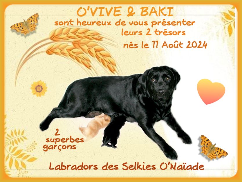 chiot Labrador Retriever Des Selkies O'naïade