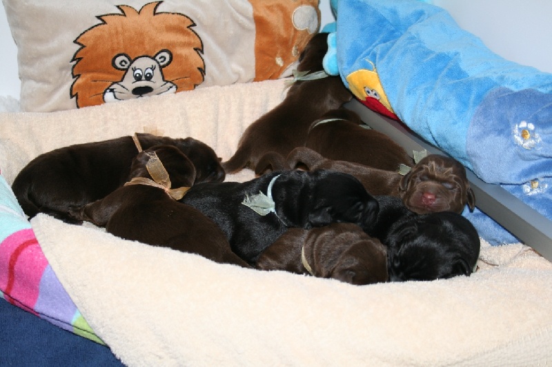 Des Selkies O'naïade - Labrador Retriever - Portée née le 21/05/2011