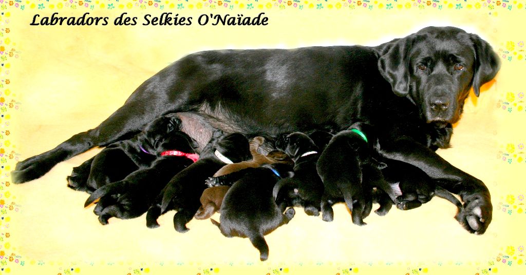 Des Selkies O'naïade - Labrador Retriever - Portée née le 24/07/2019
