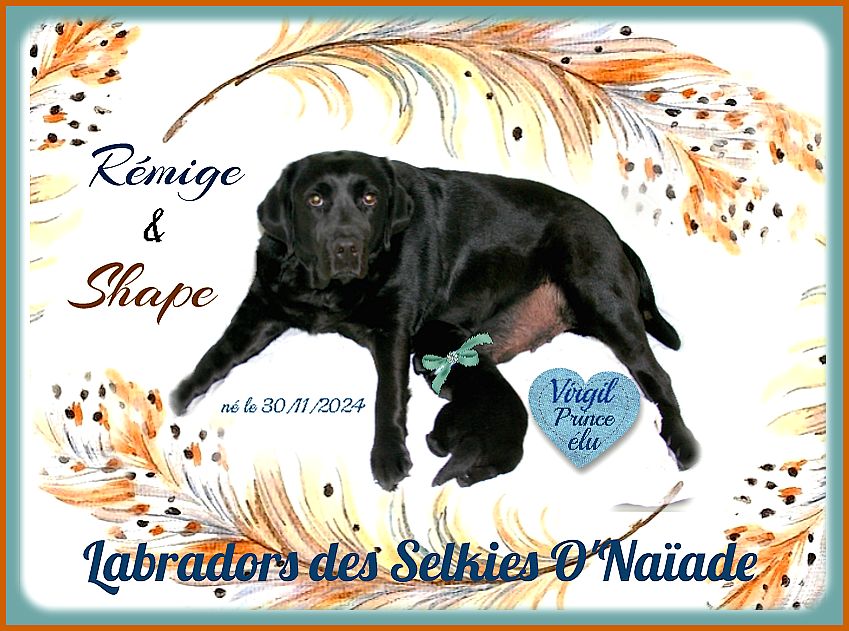 chiot Labrador Retriever Des Selkies O'naïade