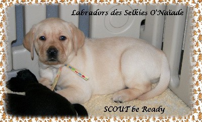 SCOUT BE READY  DES SELKIES O'NAÏADE