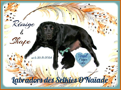 Des Selkies O'naïade - Labrador Retriever - Portée née le 29/11/2024