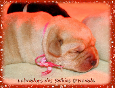 CHIOT SABLE