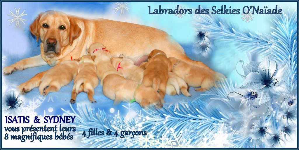 Des Selkies O'naïade - Labrador Retriever - Portée née le 27/01/2018