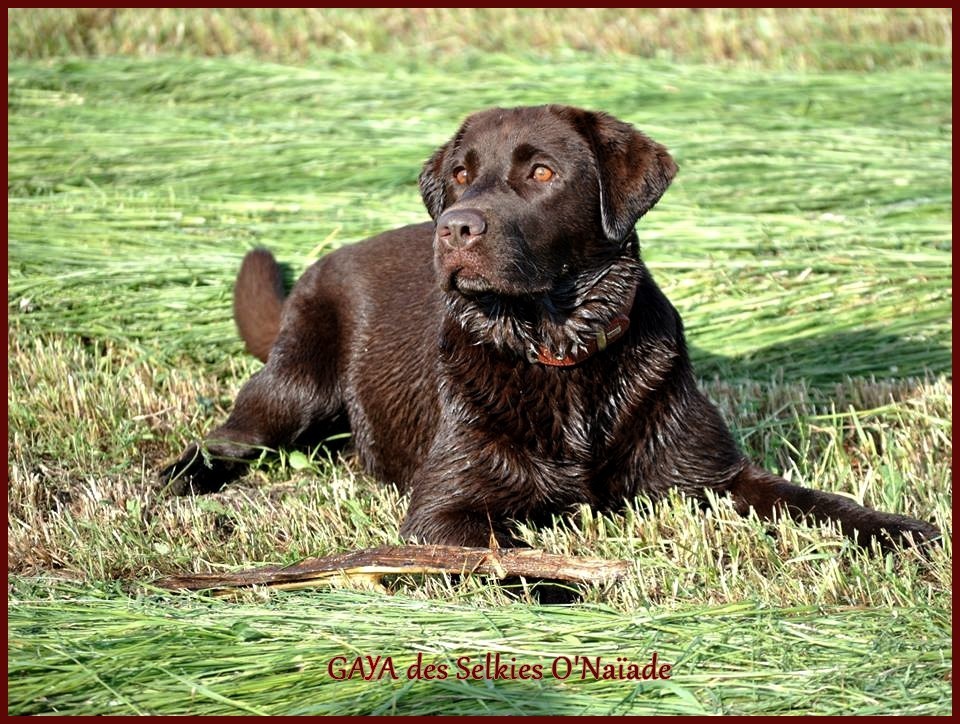 Gaya Des Selkies O'naïade