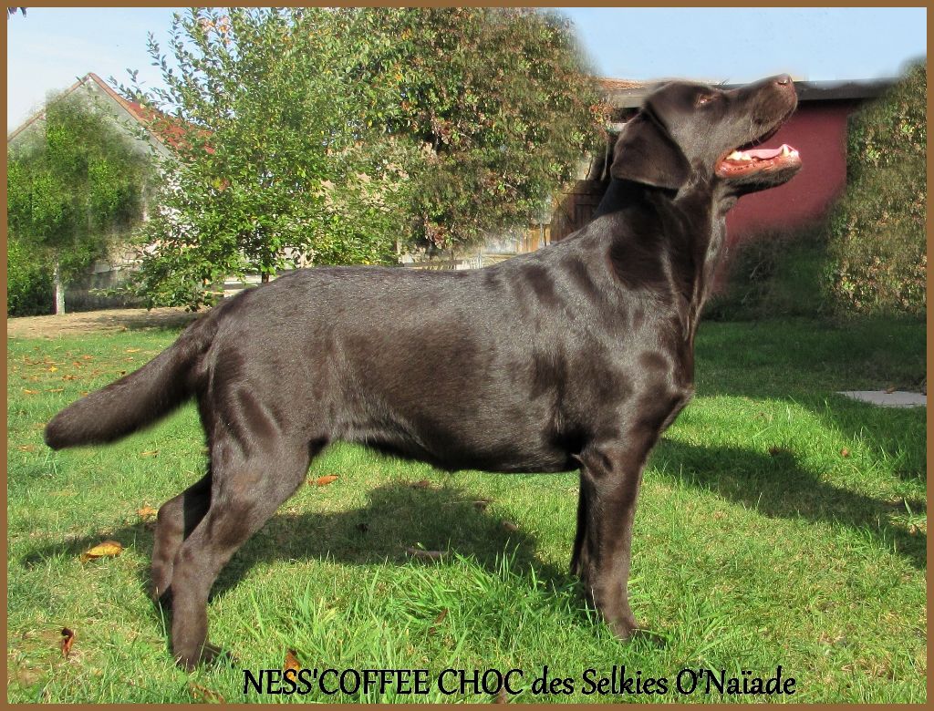 Ness'coffee choc Des Selkies O'naïade