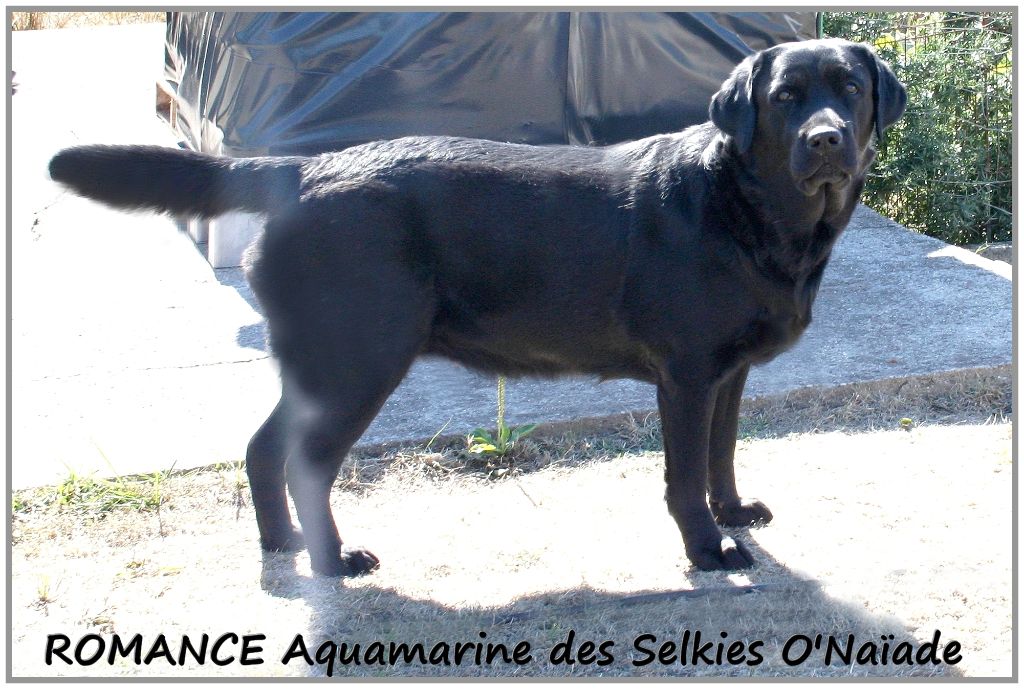 Romance aquamarine Des Selkies O'naïade