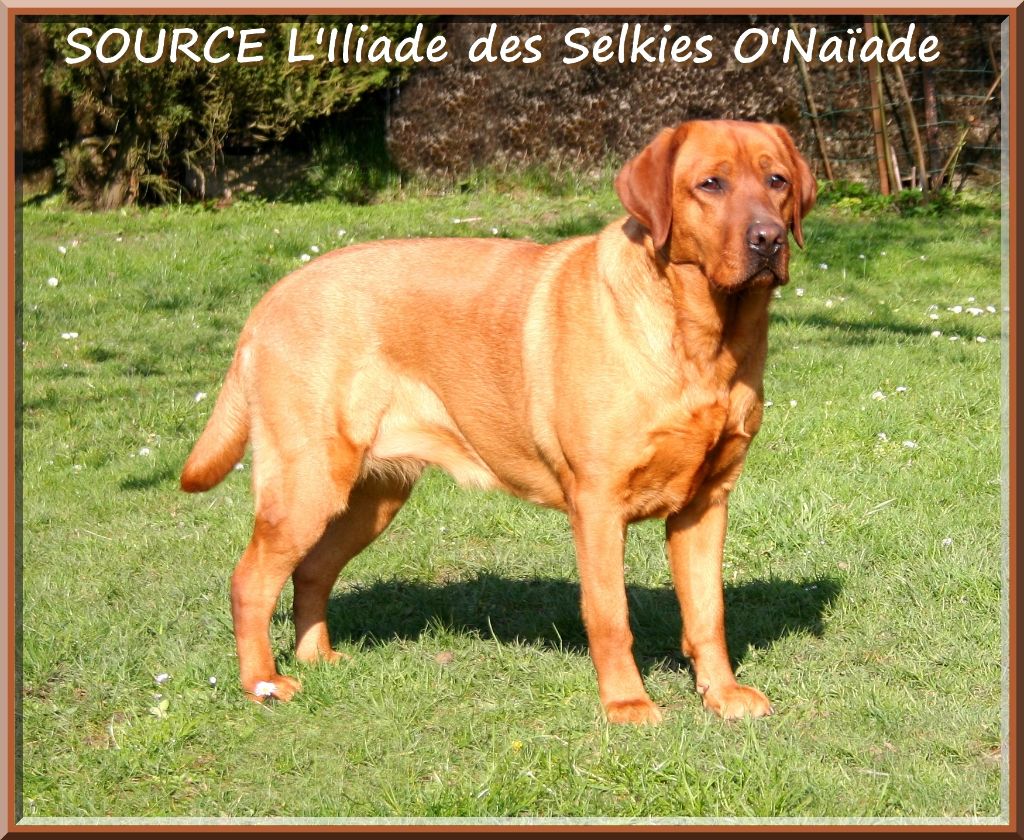 Source l'iliade Des Selkies O'naïade