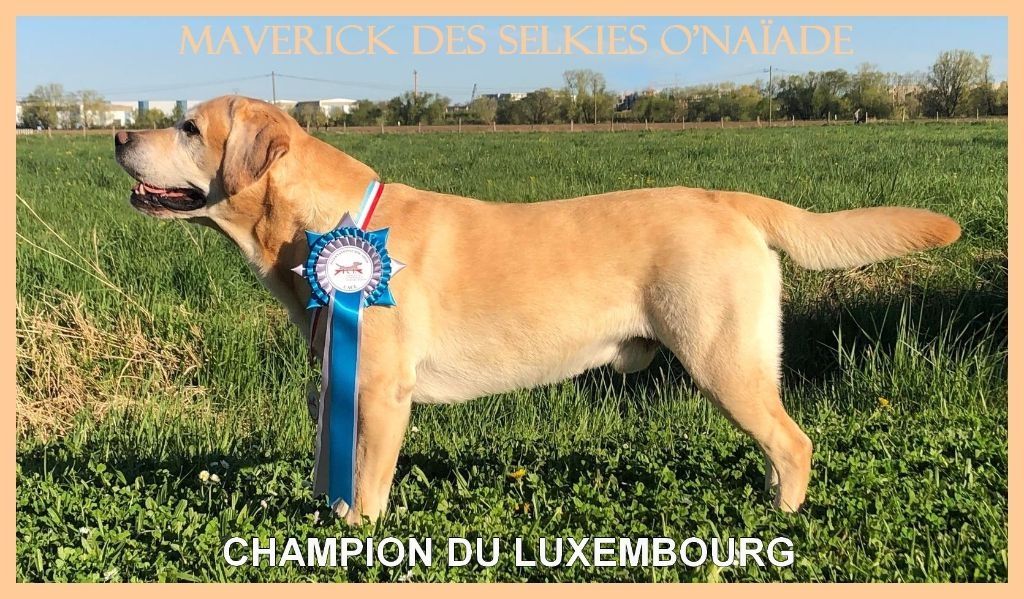 CH. Lux maverick Des Selkies O'naïade