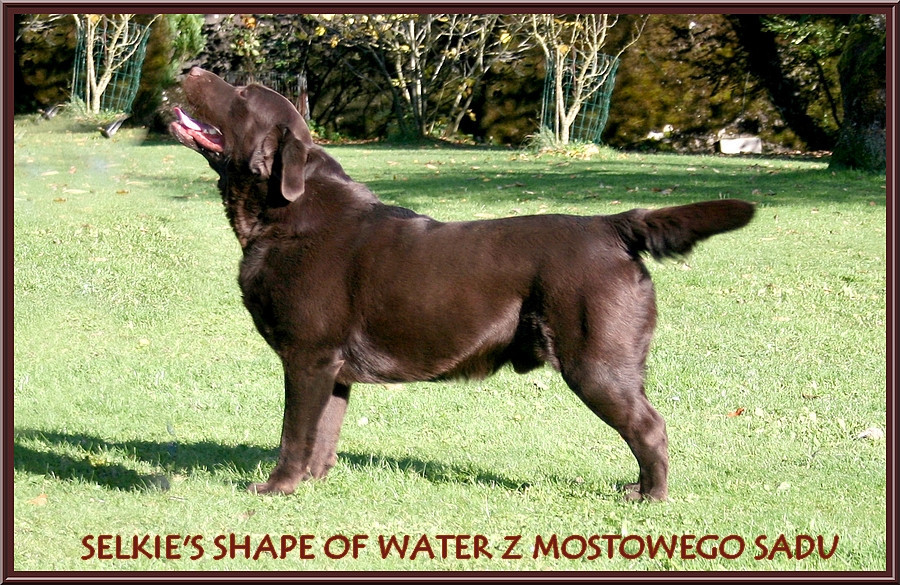 Selkie's shape of water z mostowego sadu