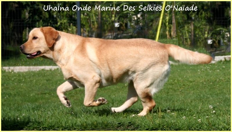 UhaÏna onde marine Des Selkies O'naïade