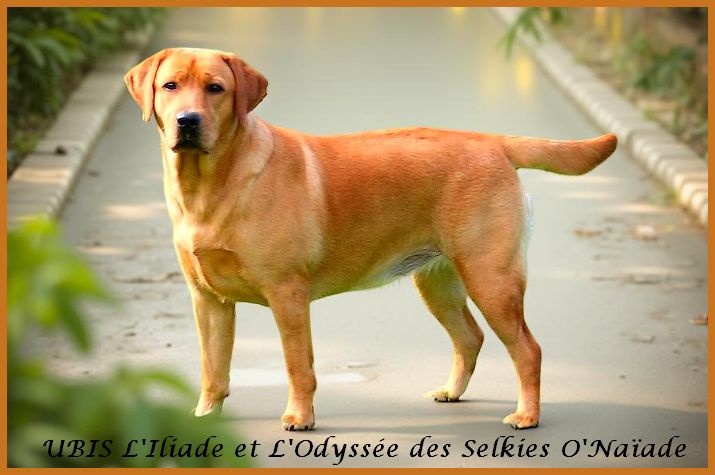 Ubis l'iliade et l'odyssee Des Selkies O'naïade
