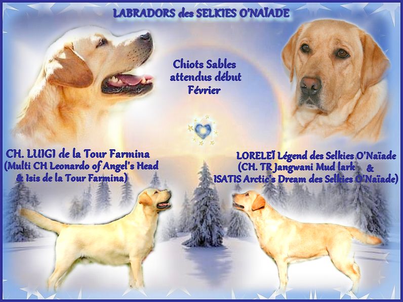 Des Selkies O'naïade - PORTEE CHIOTS SABLES POUR DEBUT 2019