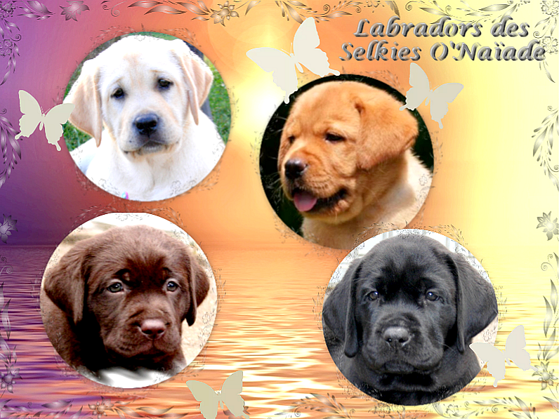 Prévisions portées 2025/2026