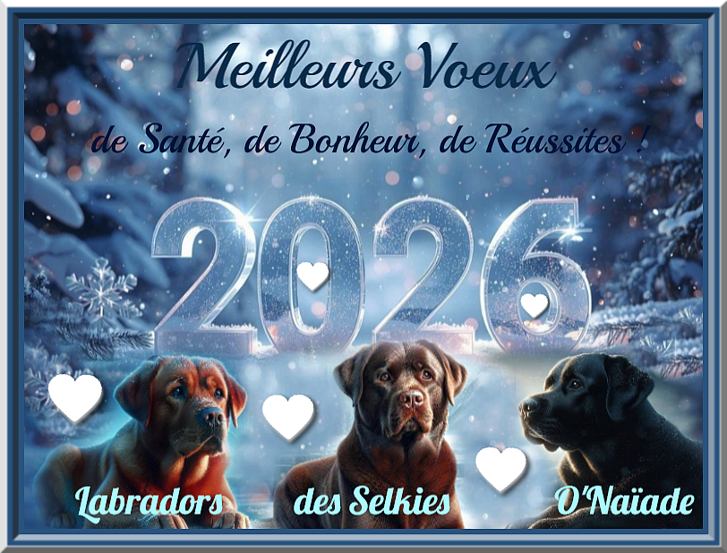 Des Selkies O'naïade - MEILLEURS VOEUX POUR 2026