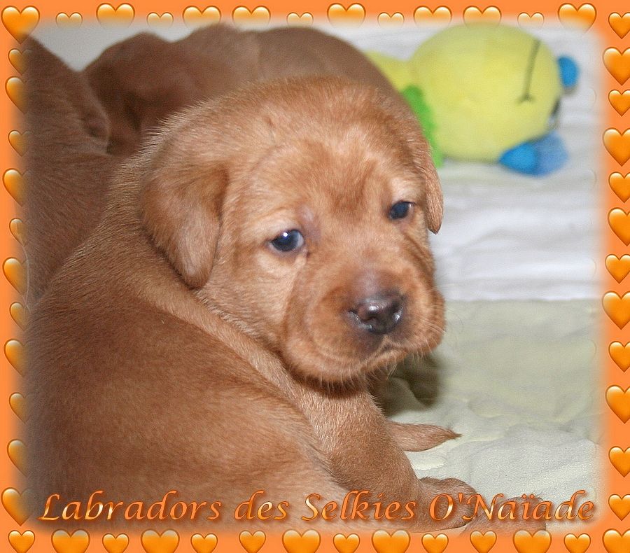 Des Selkies O'naïade - Chiots disponibles - Labrador Retriever