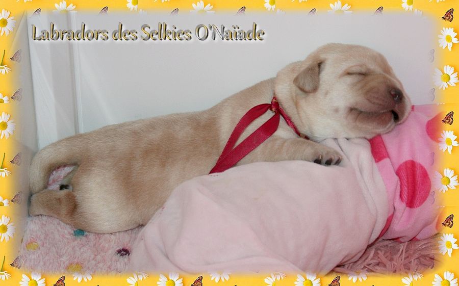 Des Selkies O'naïade - Chiots disponibles - Labrador Retriever