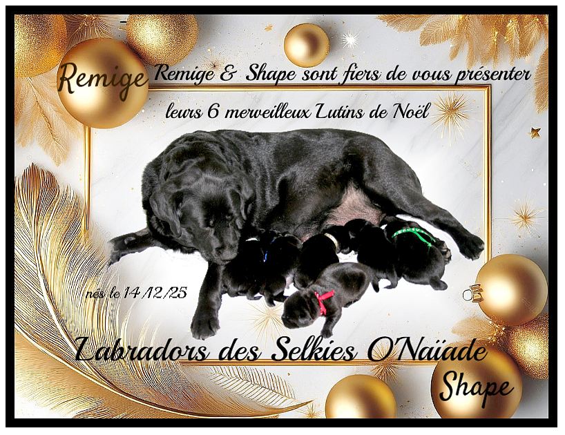 Des Selkies O'naïade - Labrador Retriever - Portée née le 14/12/2025