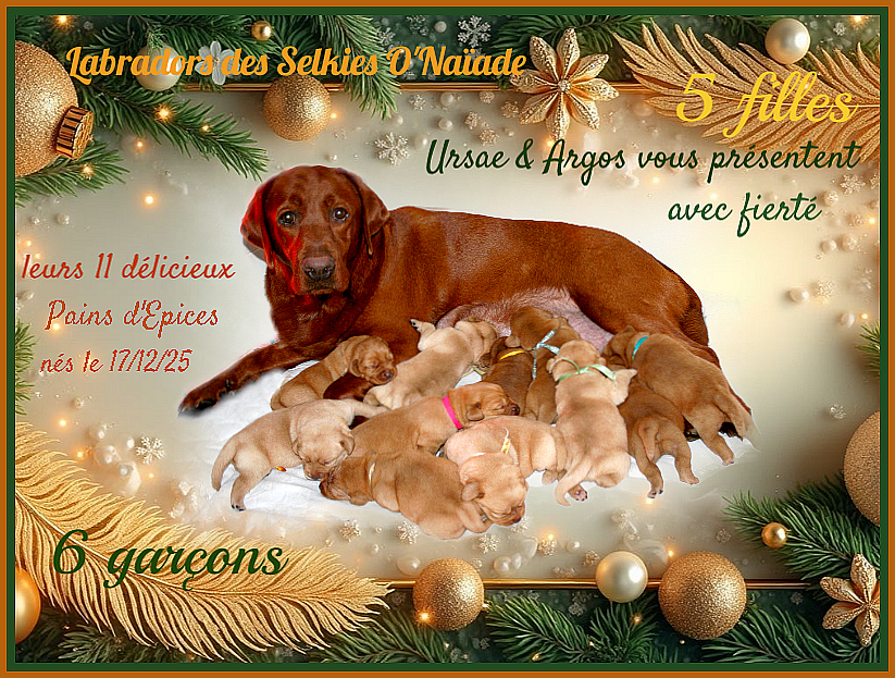 Des Selkies O'naïade - Labrador Retriever - Portée née le 17/12/2025