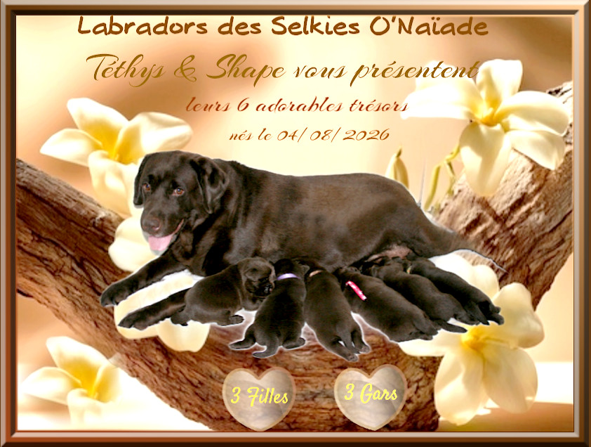 Des Selkies O'naïade - Labrador Retriever - Portée née le 04/08/2026
