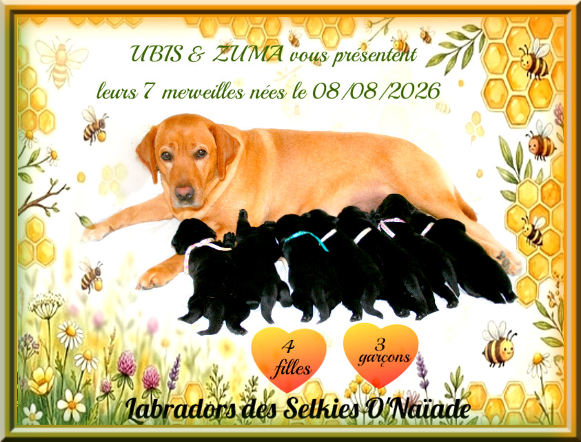 Des Selkies O'naïade - Labrador Retriever - Portée née le 08/08/2026