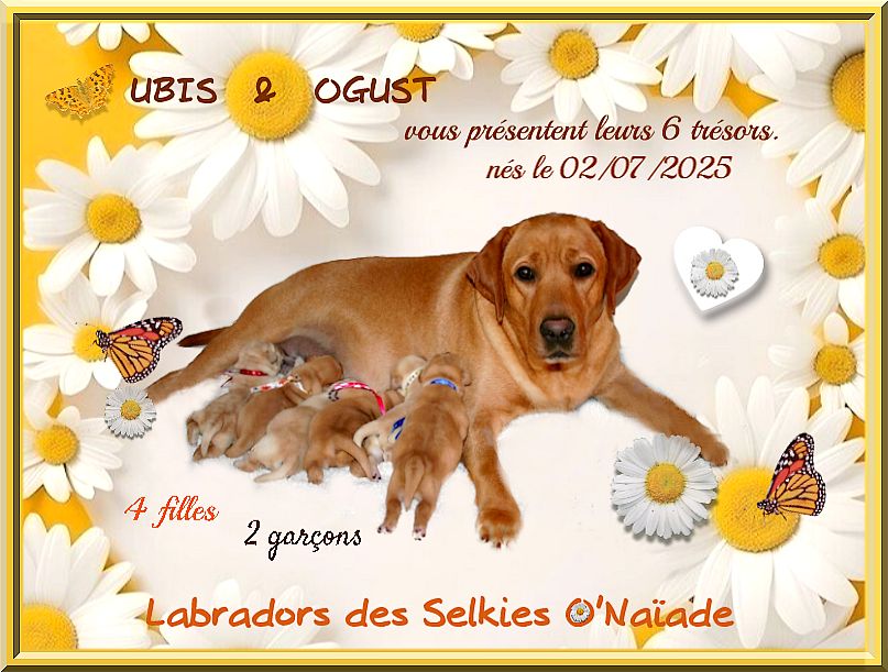 Chiot Labrador Retriever Des Selkies O'naïade