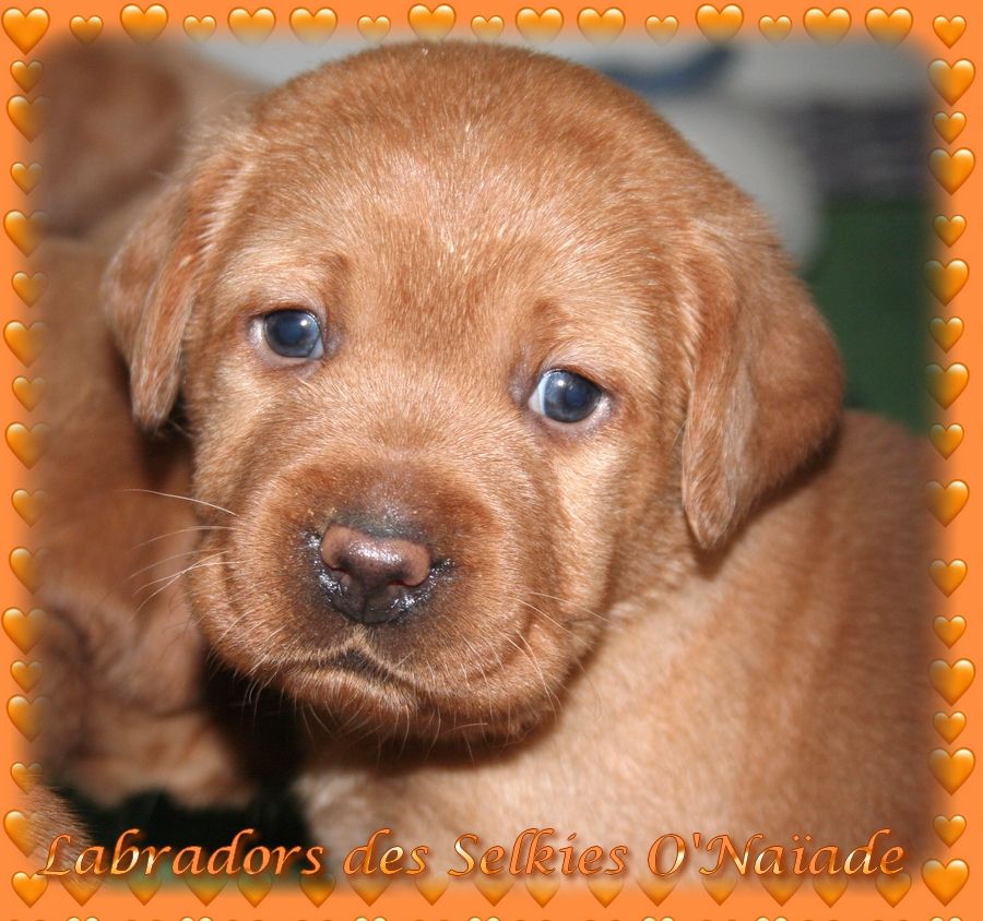 Des Selkies O'naïade - Chiots disponibles - Labrador Retriever