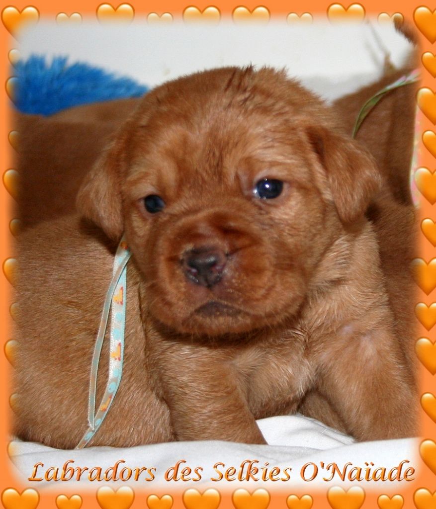 Des Selkies O'naïade - Chiots disponibles - Labrador Retriever