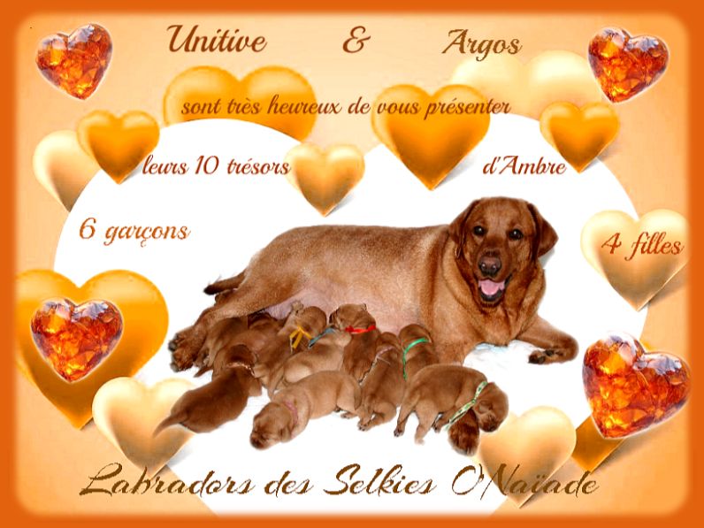 Des Selkies O'naïade - Labrador Retriever - Portée née le 11/07/2025