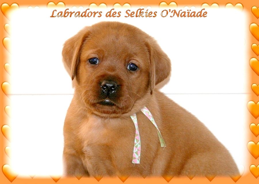 Des Selkies O'naïade - Chiots disponibles - Labrador Retriever