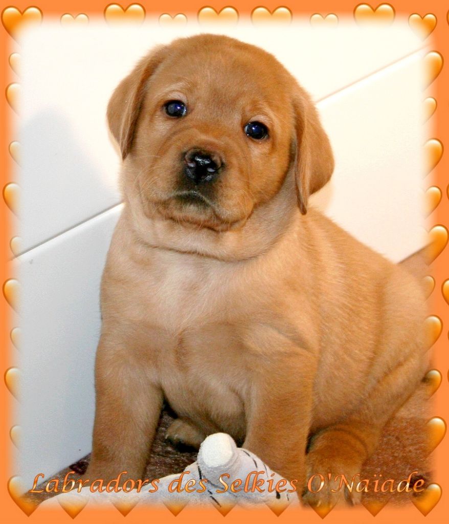 Des Selkies O'naïade - Chiots disponibles - Labrador Retriever