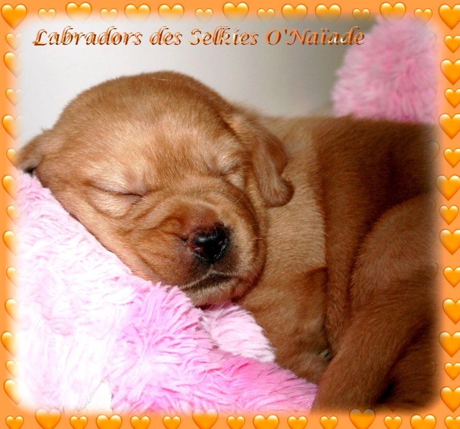 Des Selkies O'naïade - Chiots disponibles - Labrador Retriever