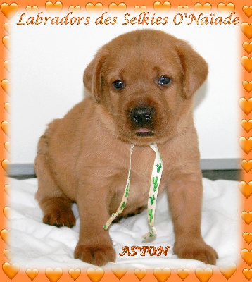 Amber's Red Heart AS'TON des Selkies O'Naïade