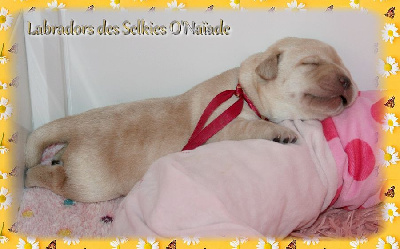 CHIOT