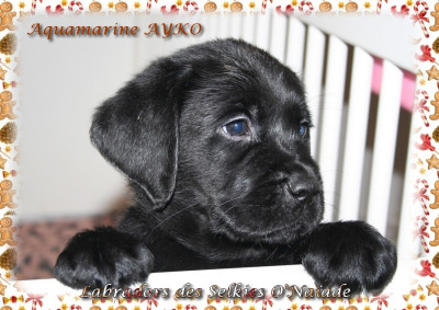 AQUAMARINE AYKO DES SELKIES O'NAÏADE