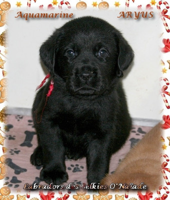 AQUAMARINE ARYUS DES SELKIES O'NAÏADE