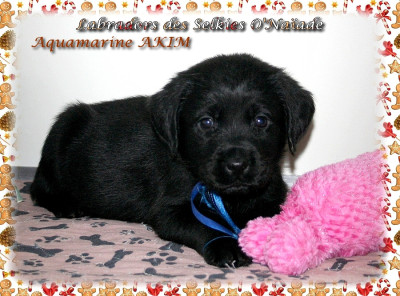 AQUAMARINE AKIM DES SELKIES O'NAÏADE