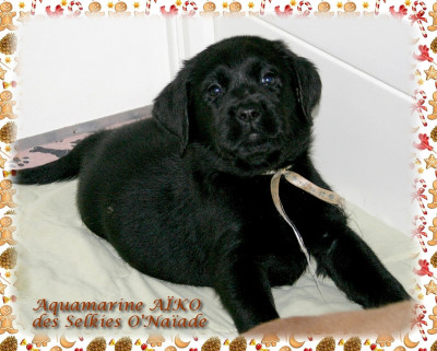 AQUAMARINE AIKO DES SELKIES O'NAÏADE