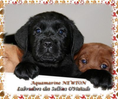 AQUAMARINE NEWTON DES SELKIES O'NAÏADE