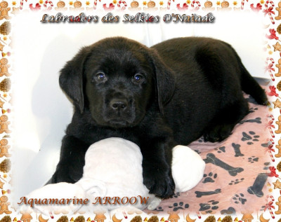 AQUAMARINE ARROOW DES SELKIES O'NAÏADE