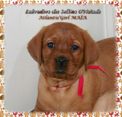 ATLANTIS'GIRL MAÏA DES SELKIES O'NAÏADE