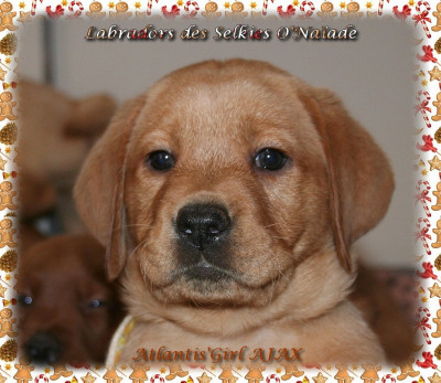 ATLANTIS'GIRL AJAX DES SELKIES O'NAÏADE