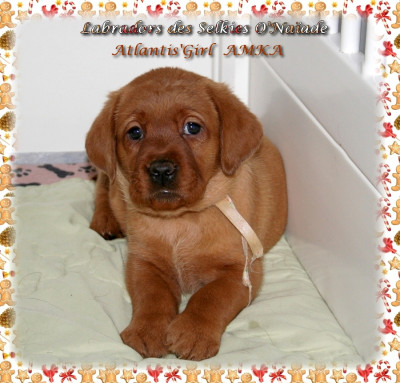 ATLANTIS'GIRL AMKA DES SELKIES O'NAÏADE