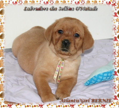 ATLANTIS'GIRL BERNIE DES SELKIES O'NAÏADE